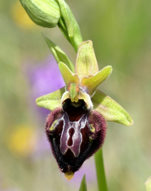 Forme ibride di Ophrys aranifera/sphegodes x Ophrys dinarica  9 giugno 2025  alto aquila